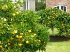 fresh Orange and lemon fruits in winter!