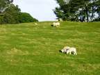 Each grass areas is occupied by sheeps...